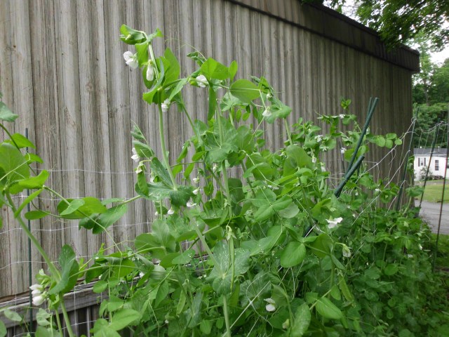 gardencreek 06092012 005